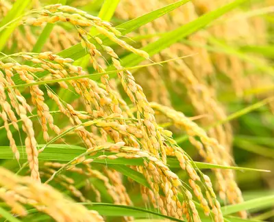 Close-up of ripe rice grains hanging from green stalks in a paddy field, bathed in golden sunlight.