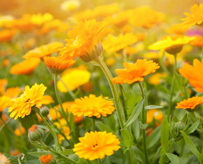 A vibrant field of orange and yellow flowers with green stems and leaves, illuminated by warm sunlight.