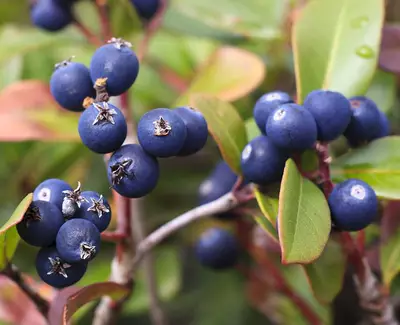 A close-up of blue berries on a plant, surrounded by green and reddish leaves.