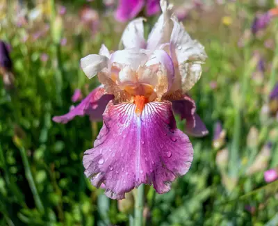 A close-up of a vibrant purple and white iris flower, adorned with droplets of water, surrounded by green foliage and other blooming flowers.