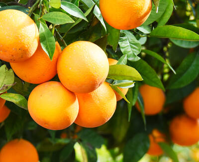 A close-up of ripe oranges hanging from a green leafy branch in sunlight.