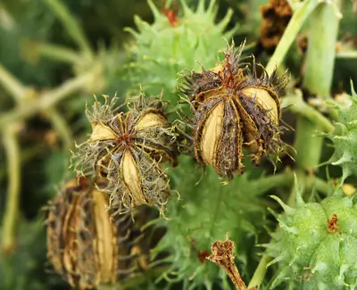 Close-up of prickly seed pods on a green plant, featuring a mix of dried brown and green colors, with some pods partially open and revealing seeds inside.