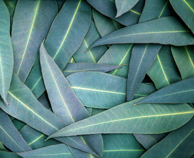 A close-up of a textured arrangement of green leaves with prominent veins, overlapping each other on a flat surface.