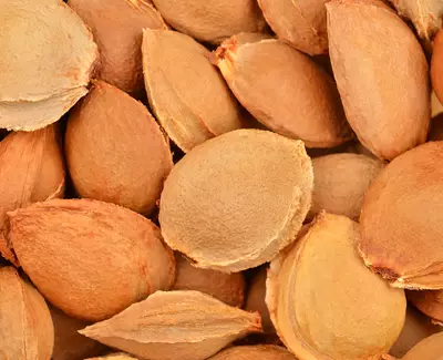 A close-up of a pile of brown apricot kernels, showcasing their textured surfaces and varying shapes.
