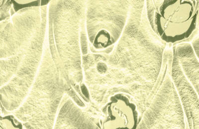 Close-up image of a textured surface resembling cells, with translucent shapes and circular features in a pale, muted color palette.