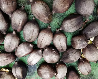 A collection of brown, oval-shaped seeds with pointed ends, arranged closely on a green surface.